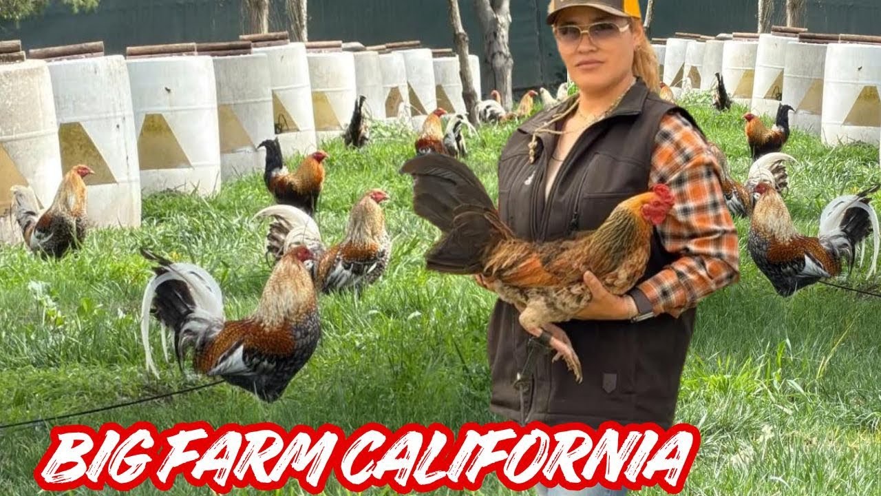 Hollister California 🇺🇸 Feeding Time Free Range Shape Chicken Coop Outdoor Breeding Pens 🇺🇸