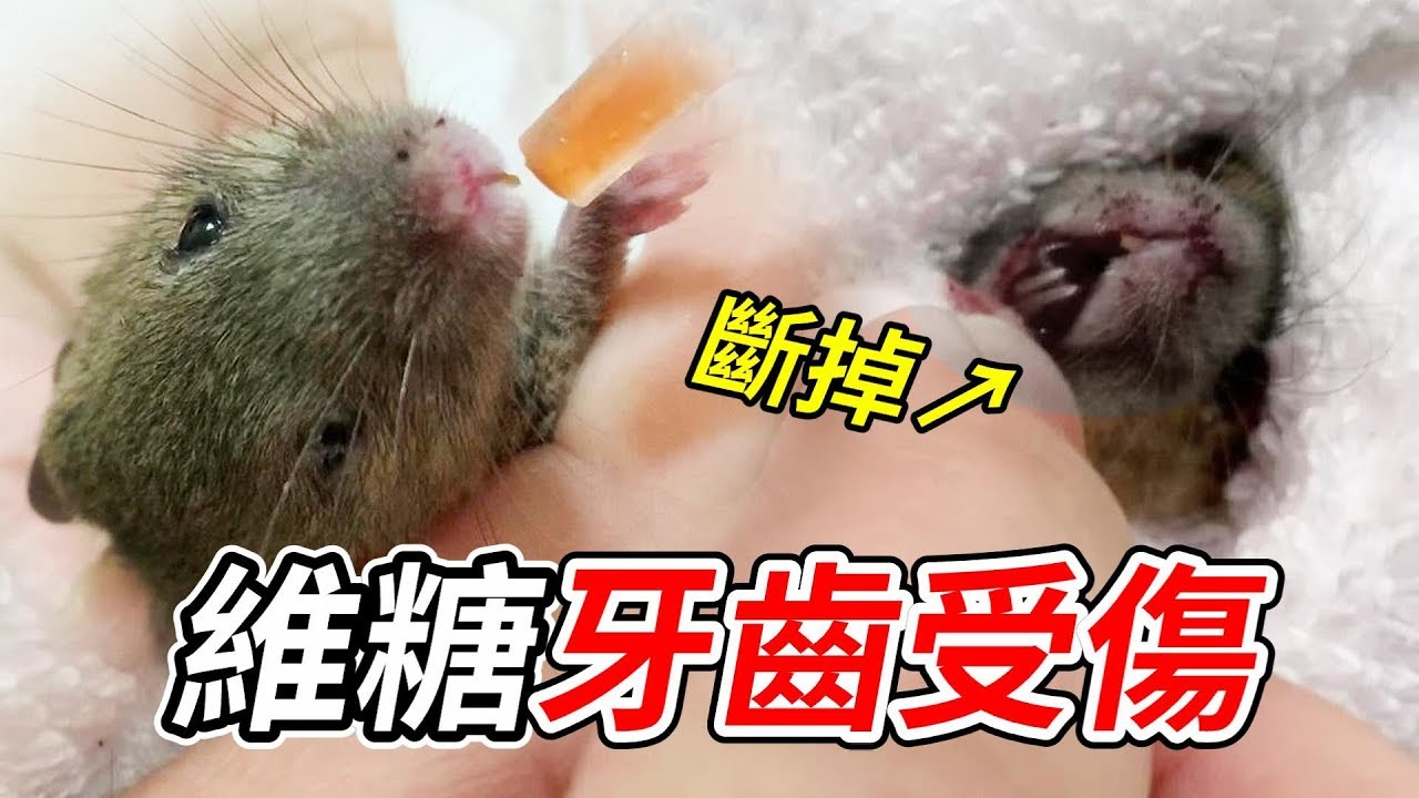 【維鼠日記】心疼！維糖牙齒受傷，還拒絕進食......【維特】#51
