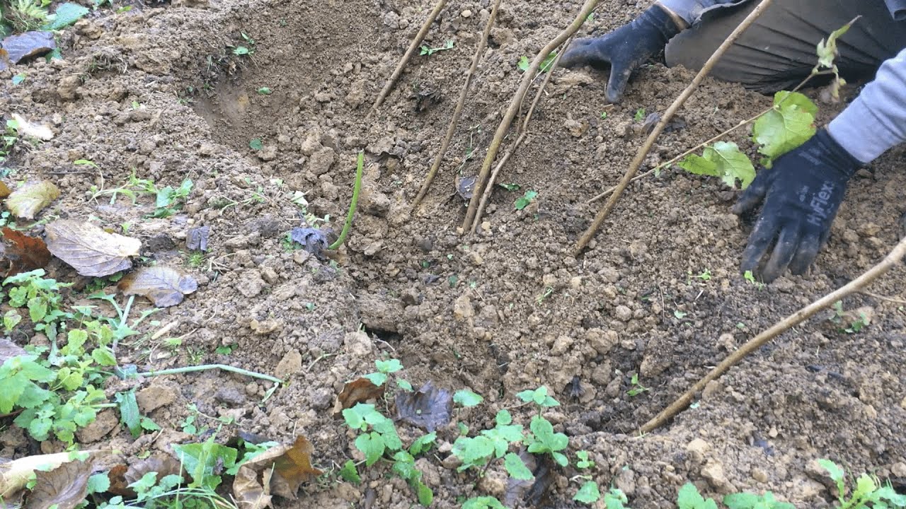 Fındık Ağacı Nasıl Dikilir? (Planting Hazelnuts/Turkey Hazelnut))