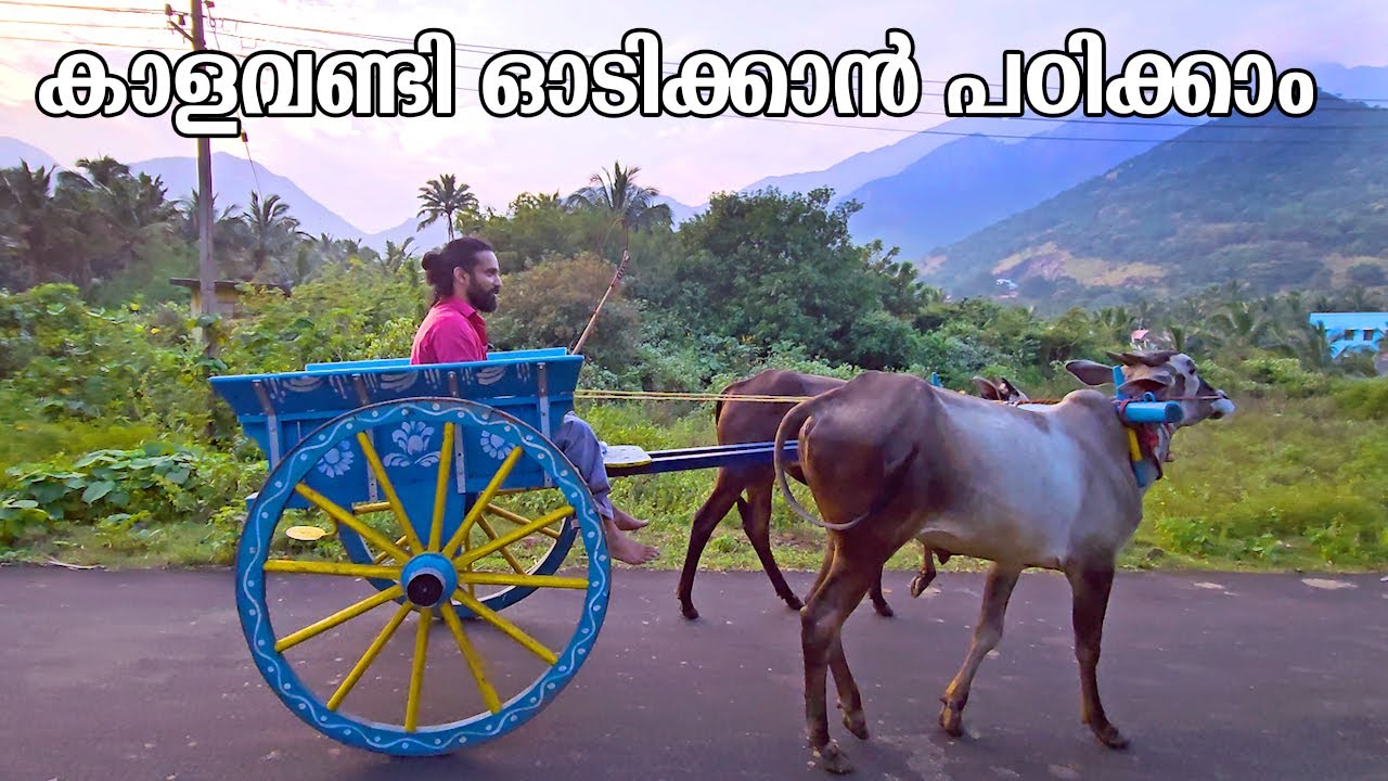 കാളവണ്ടി ഓടിക്കാൻ പഠിക്കാം  | How to ride bullock cart or ox cart