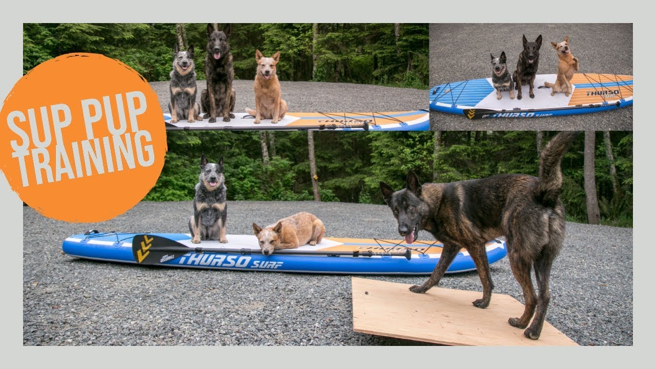 Steps to train your dog to SUP