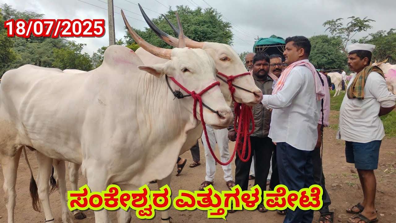 ಸಂಕೇಶ್ವರ ಎತ್ತುಗಳ ಸಂತೆ 🔴18 July 2025|| Sankeshwar Bail Bajar||Sankeshwar bullsmarket #cattlesmarket