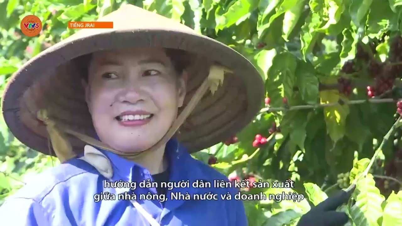 [TIẾNG GIA RAI] CÁC ĐỊA PHƯƠNG ĐẨY MẠNH PHÁT TRIỂN NÔNG NGHIỆP ỨNG DỤNG CÔNG NGHỆ CAO | VTV5