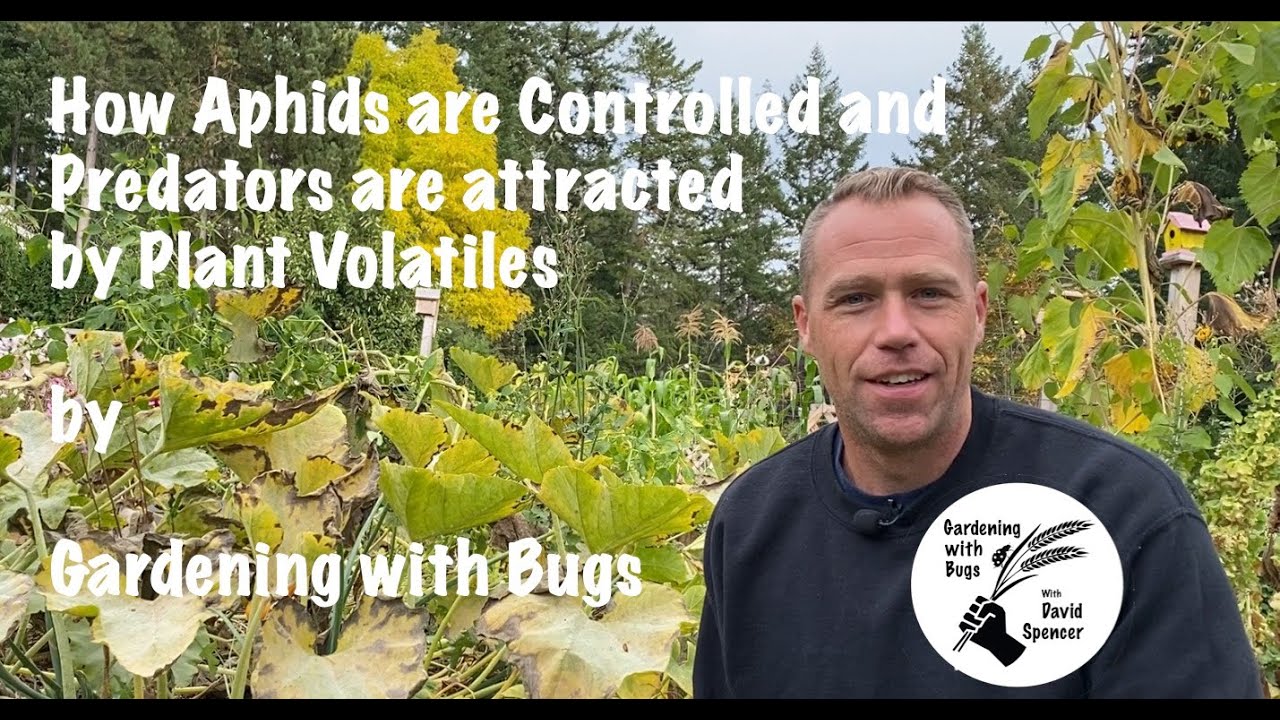 How Aphids are Controlled and Predators are Attracted by Plant Volatiles