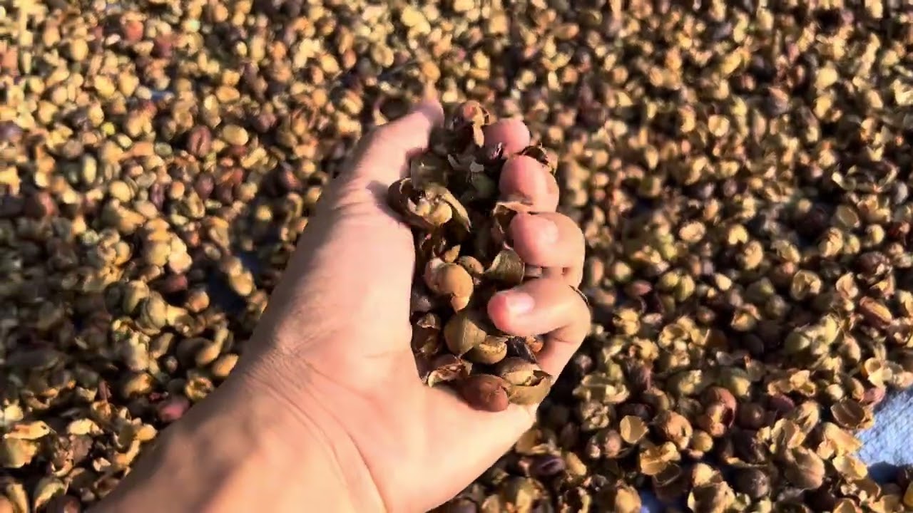 Robusta Wet Hulled Murah