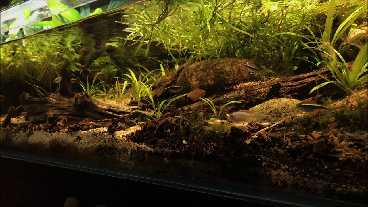 Update on Small affluent to Rio Paragua biotope aquarium