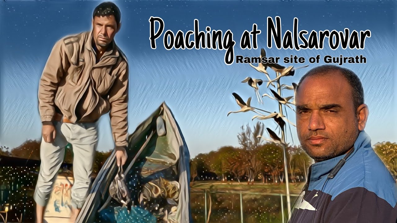 Nalsarovar Beautiful birds and Poaching @vijaykadu