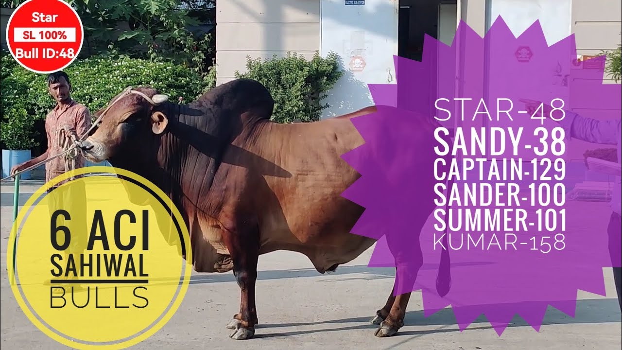 স্টার-৪৮ সহ ৬টি শাহিওয়াল বুল।।Star-48 and Other Vigorous ACI SL Bulls।।#biggest_bull #acibullstation