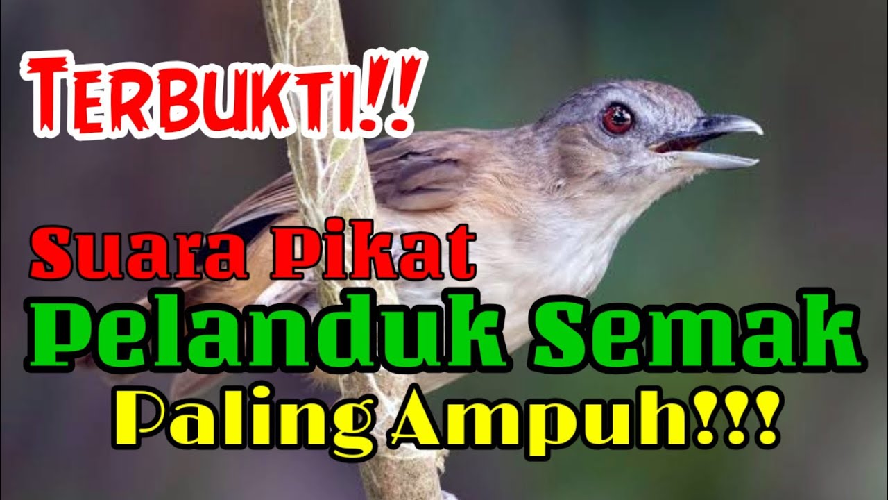 Terbukti!! Suara Pikat Pelanduk Semak, Paling ampuh..!! v.1.0