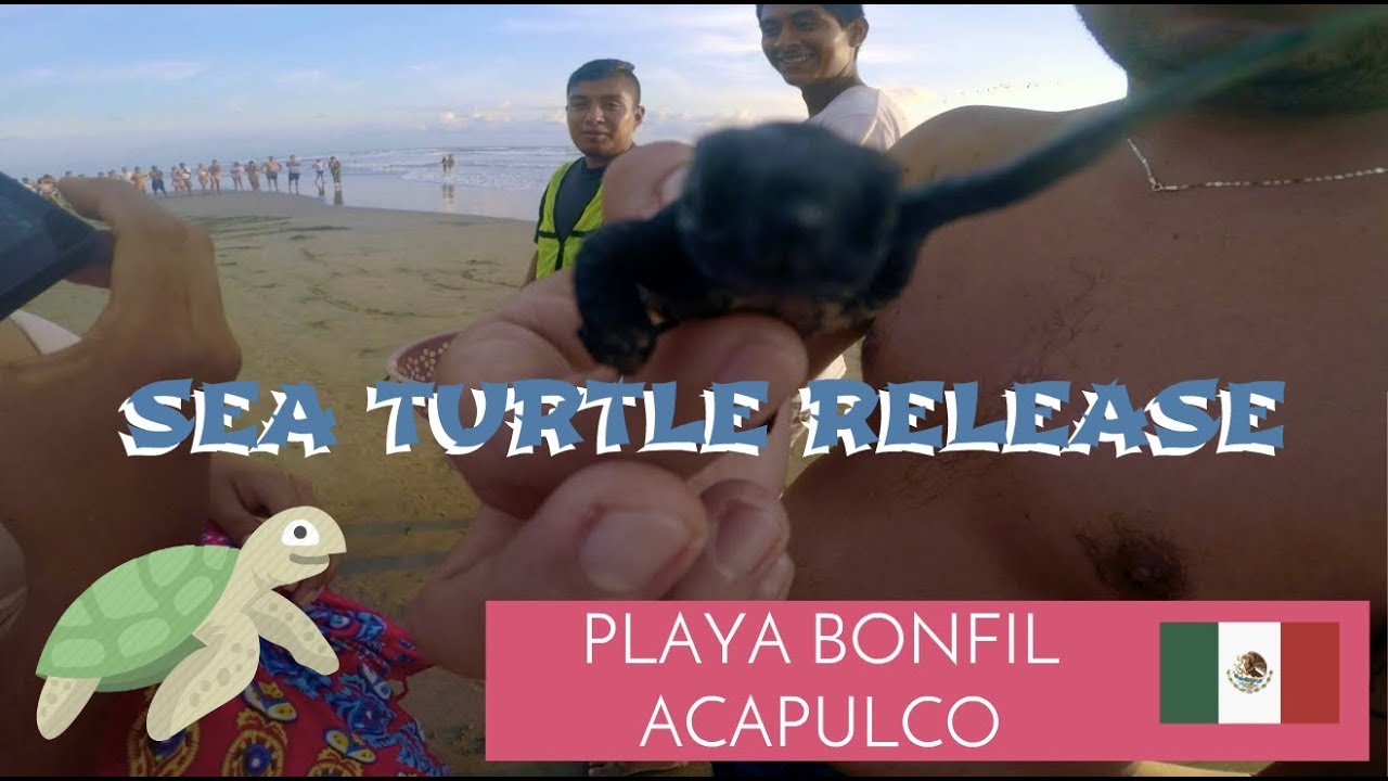Acapulco| Baby Sea Turtle Release ✈️🇲🇽