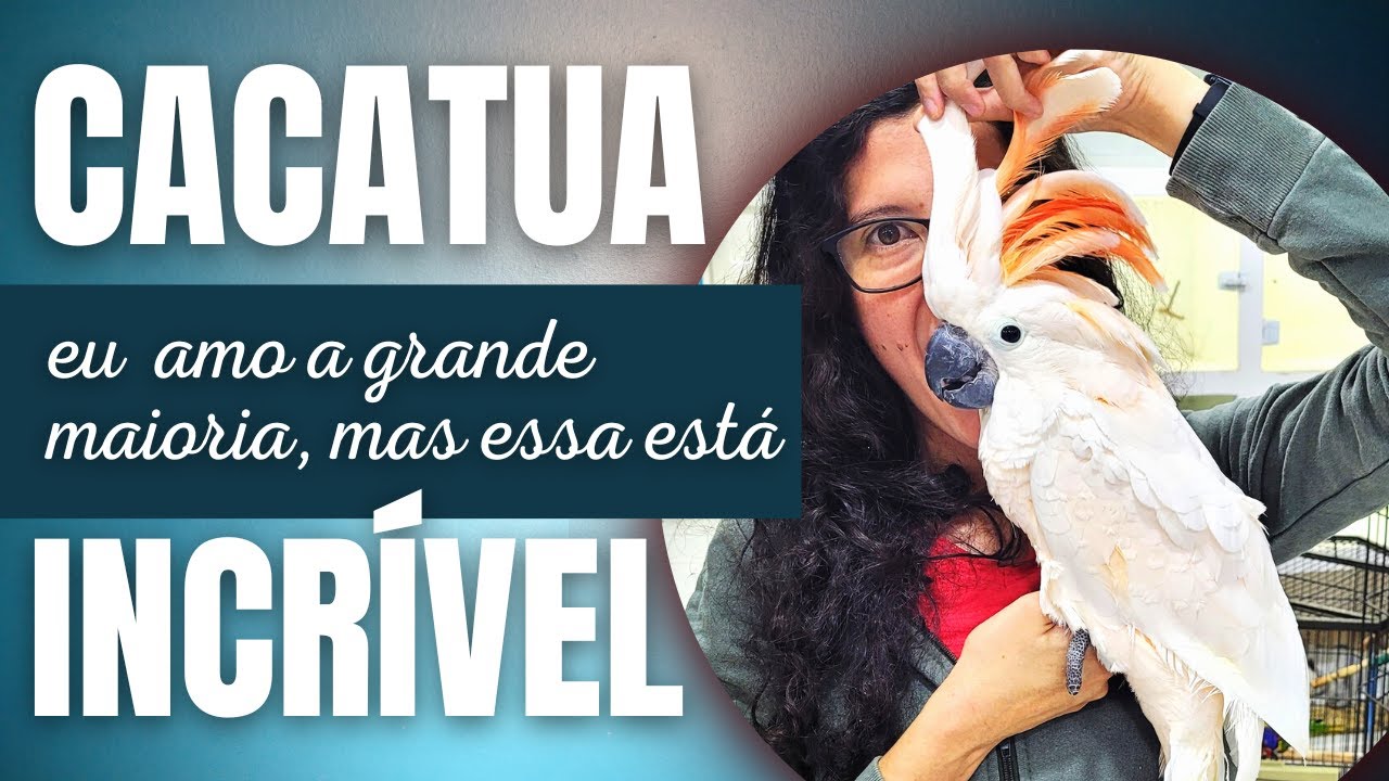 REALIZEI UM SONHO, PEGUEI UMA CACATUA MOLUCA - UDP
