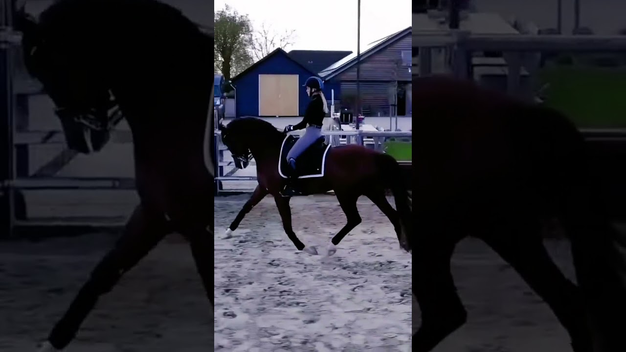 Best Wild Horses Mare revolutionizing & Horse fail and fail