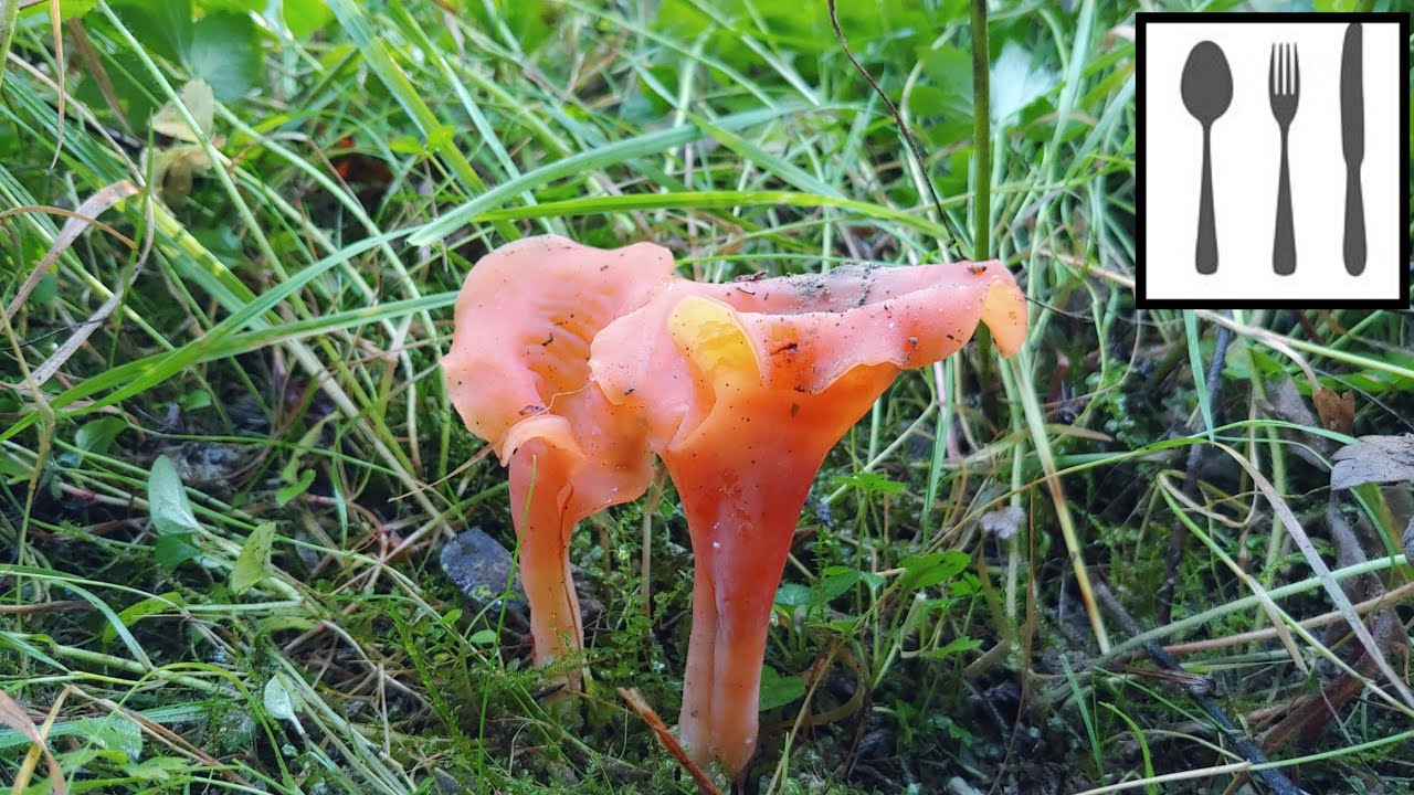 Płomykowiec galaretowaty&nbsp;(Guepinia helvelloides) Orawa
