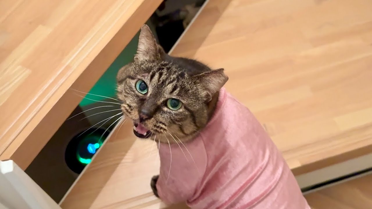 元地域猫。「早く一緒に寝よ？」寝る前に大声でベッドまで案内するようになった猫が天使すぎる