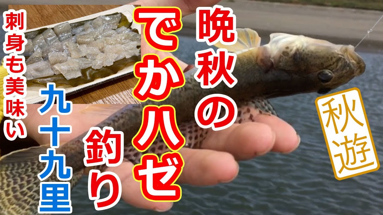 晩秋のでかハゼ釣り　九十九里　刺身も美味い！