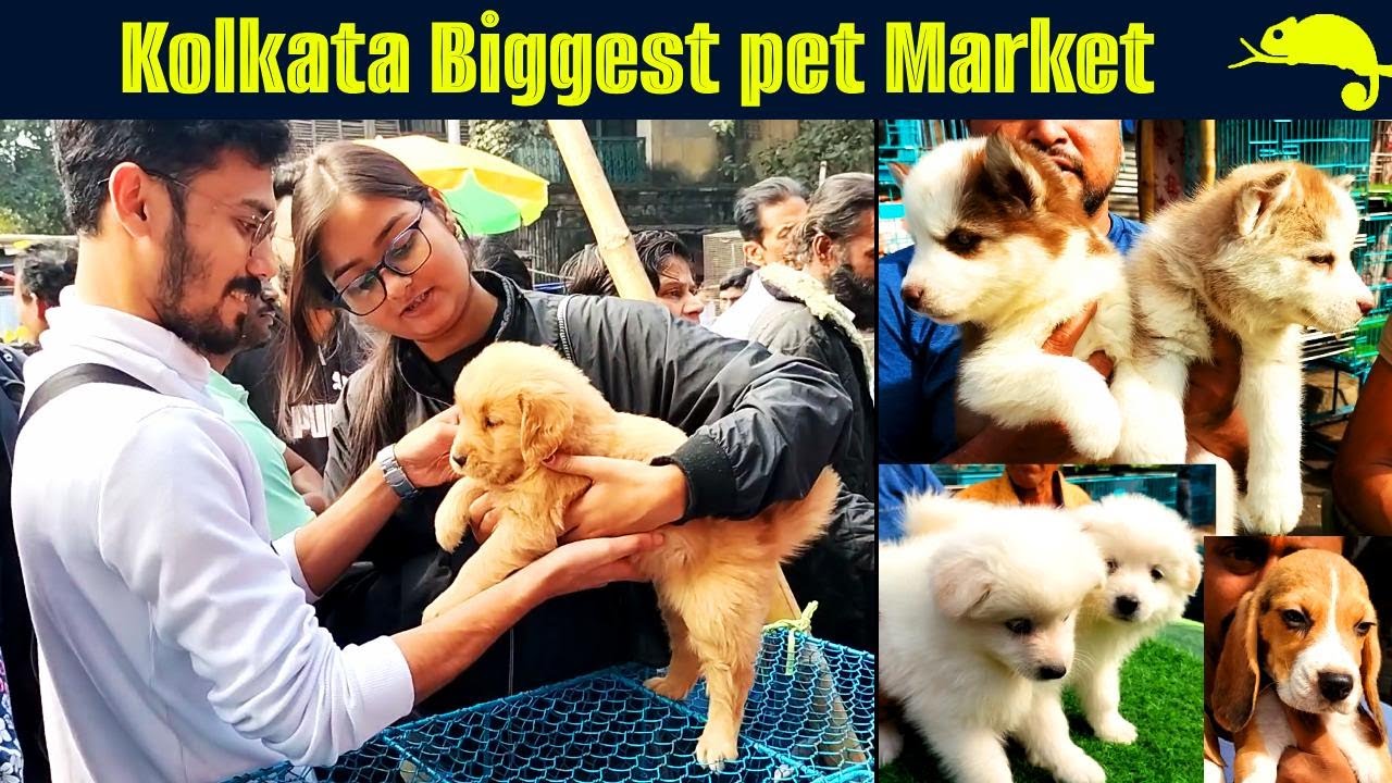 Galiff Street Pet Market Kolkata | dog market in kolkata | kolkata | Gallif street kolkata | Dogs