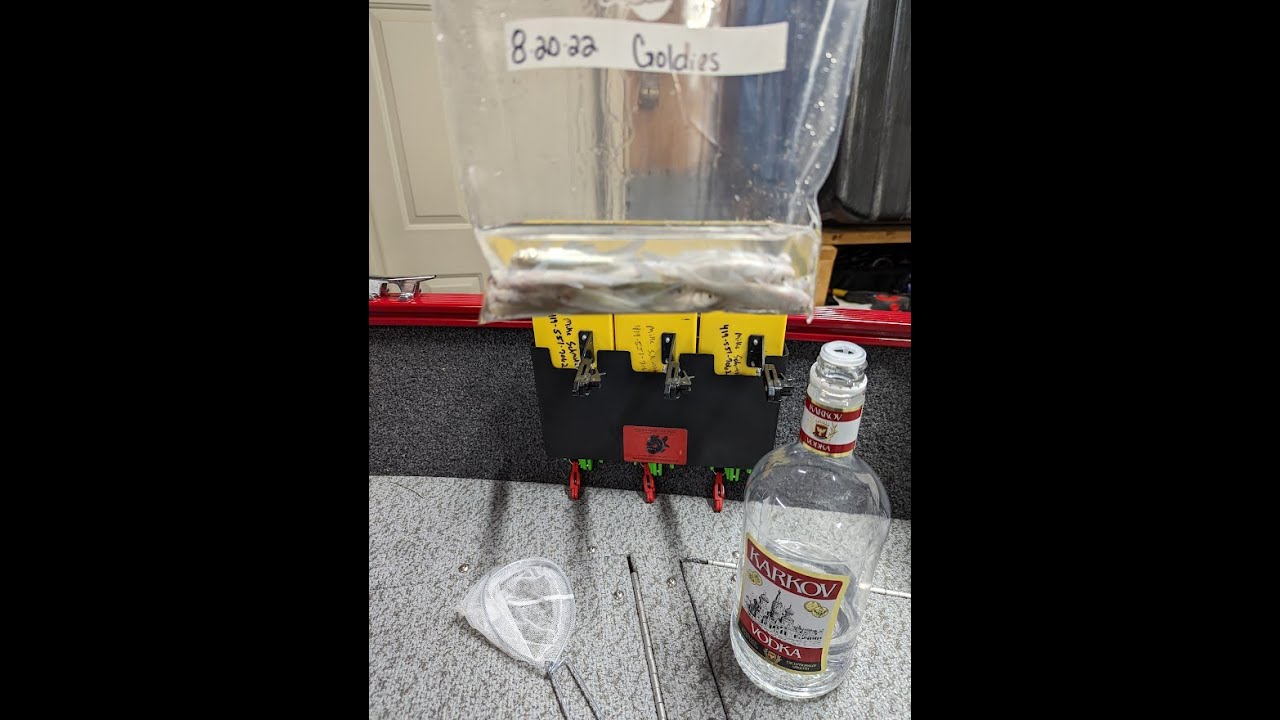 Vodka Minnows - Preserving minnows for later trips!