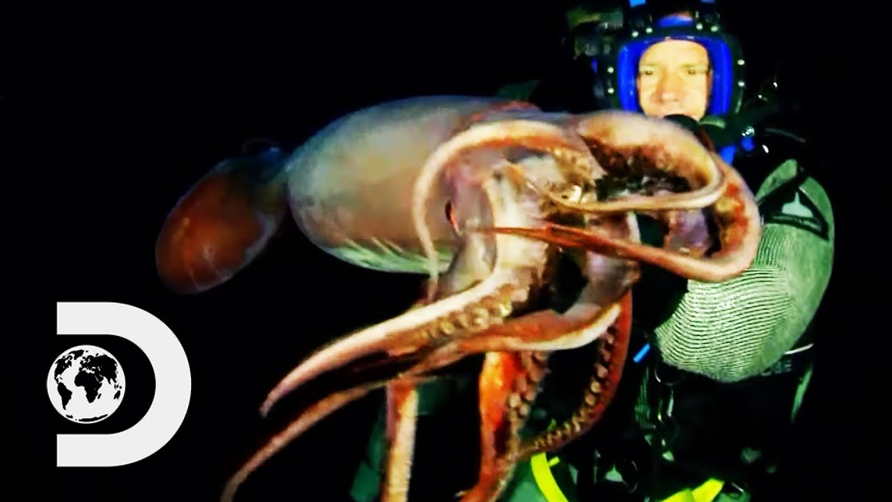 Steve Backshall Swims With The Deadly Humboldt Squid | Swimming With Monsters