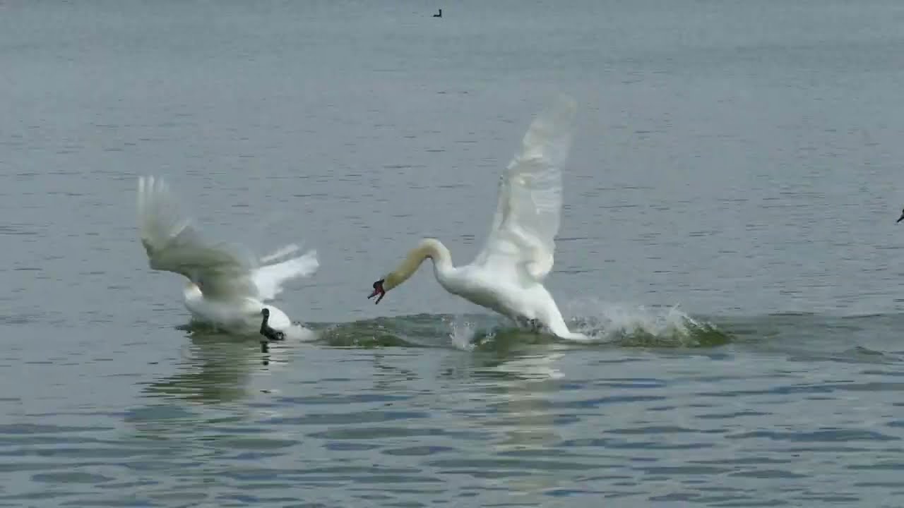 MUTE SWANS FIGHT FOR DOMINANCE at Lake Morton in Lakeland, FL