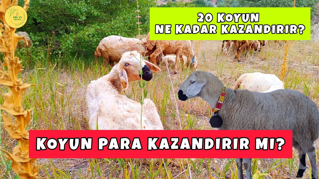 KOYUN PARA KAZANDIRIR MI? 20 KOYUN NE KADAR KAZANDIRIR? 