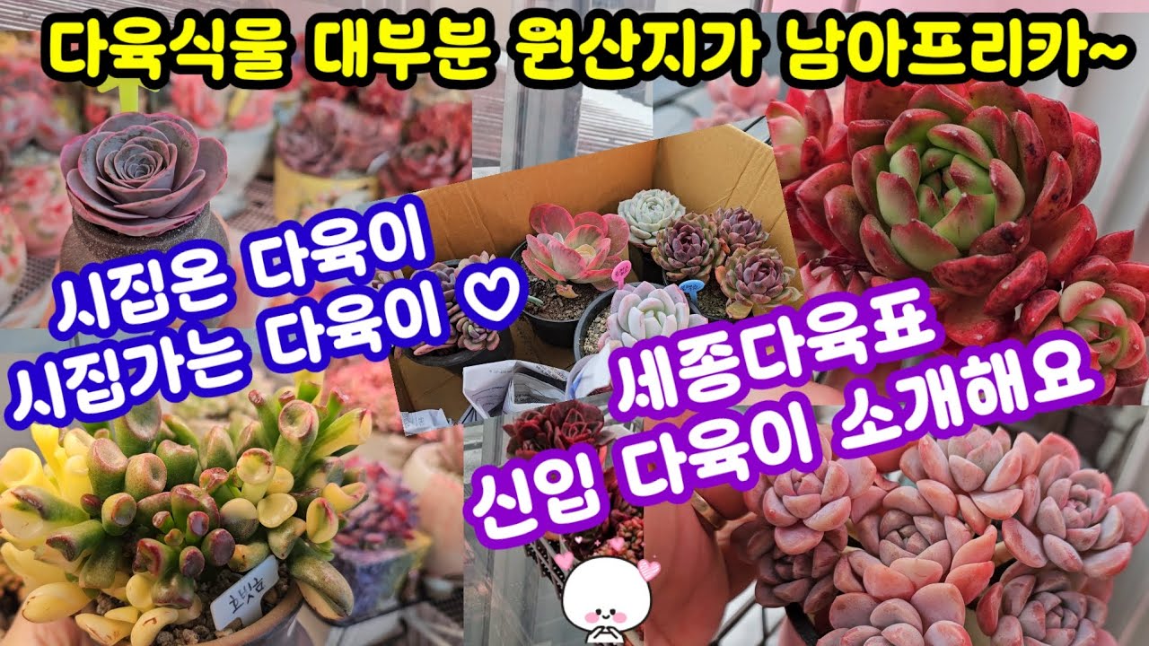 다육이 키우기 원숙미 신입다육이 소개해요 🌸이런저런거 잘 몰라도 그녕 예쁘면 좋으네요~😆
