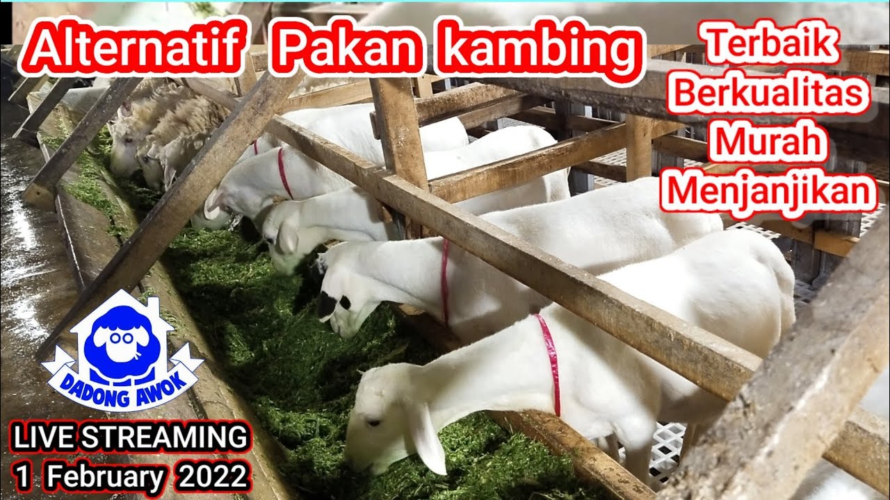 PAKAN KAMBING AGAR CEPAT GEMUK FULL RUMPUT ODOT ALTERNATIF TANPA NGARIT MURAH FERMENTASI SILASE