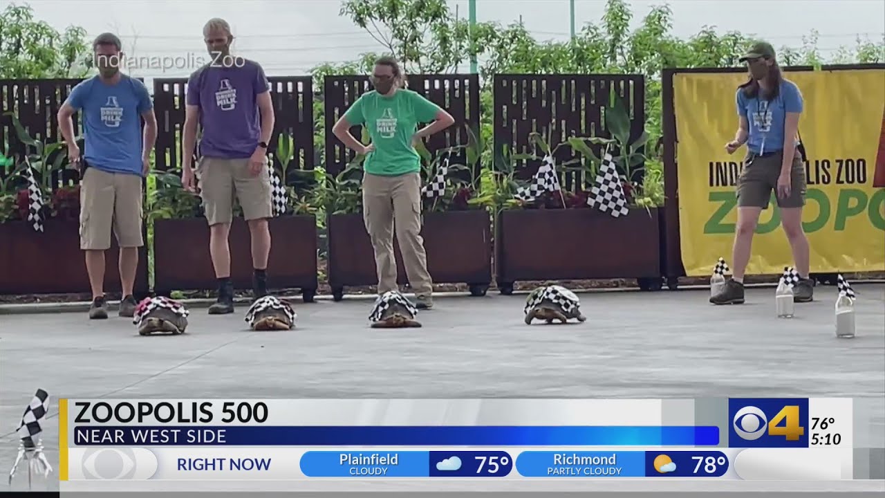 Zoopolis 500 held on the near west side