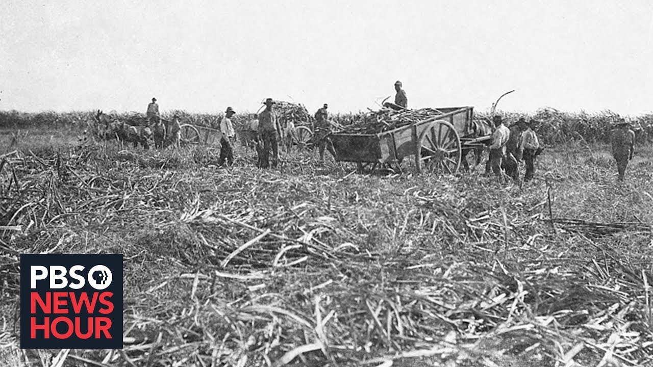Before cotton, sugar established American reliance on slave labor