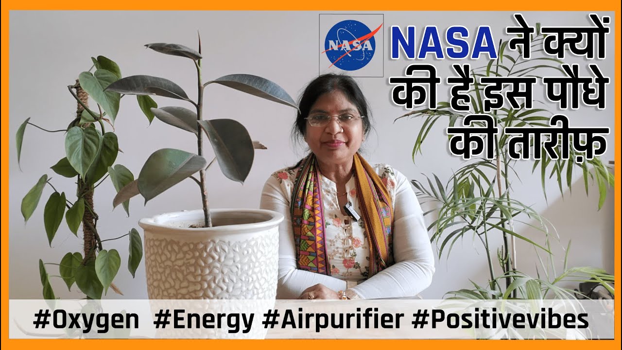 एक जरूरी Plant जो हर घर में होना चाहिए! #ficuselastica