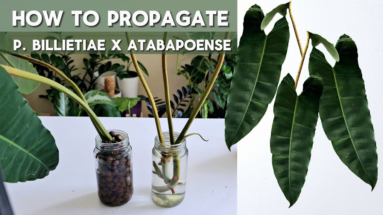 How to Propagate Philodendron Billitiae X Atabapoense