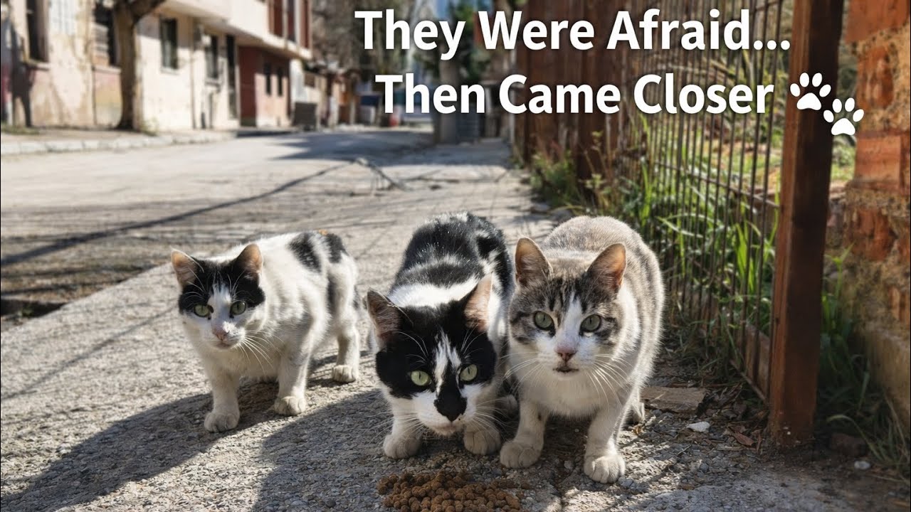 They Were Scared… But Hunger Brought Them Closer 🐾