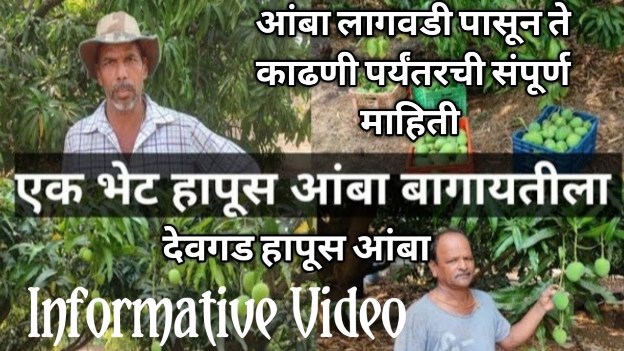 देवगड हापूस | Devgad Hapus | Alpohonso Mango expert interview | कोकणचा राजा | Hapus Mango Farm