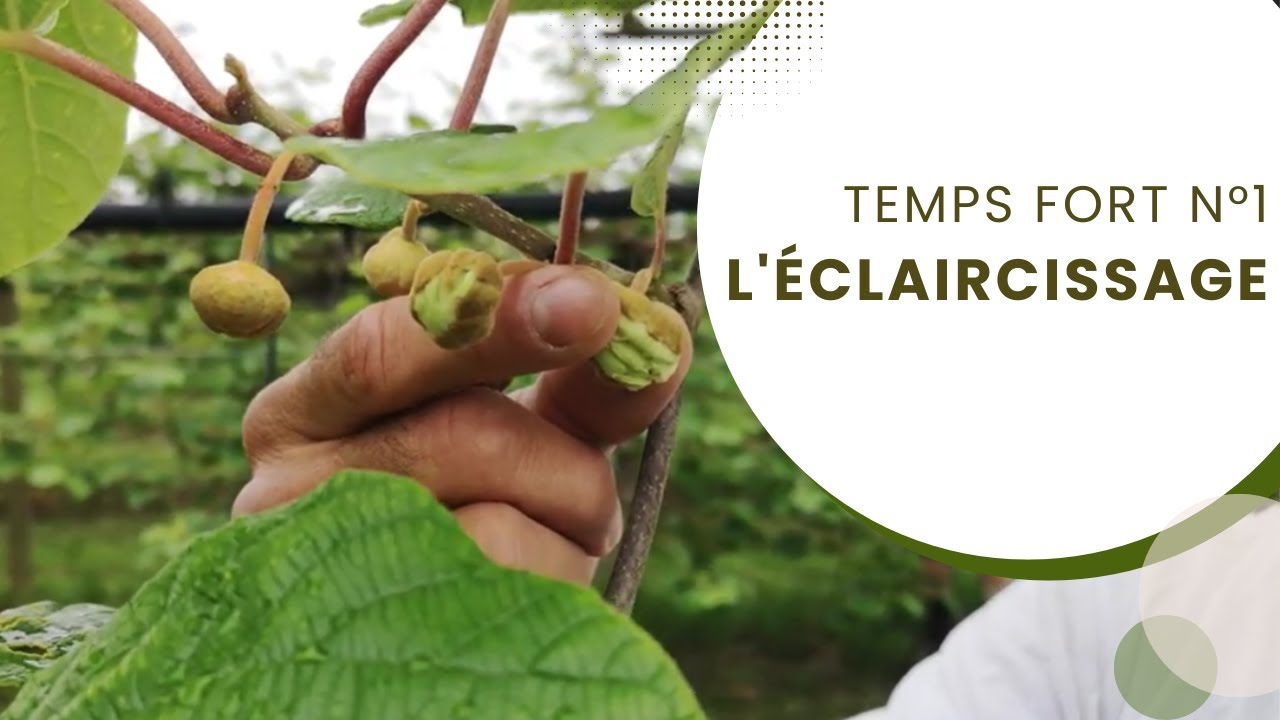 Temps Fort N°1 : L'éclaircissage