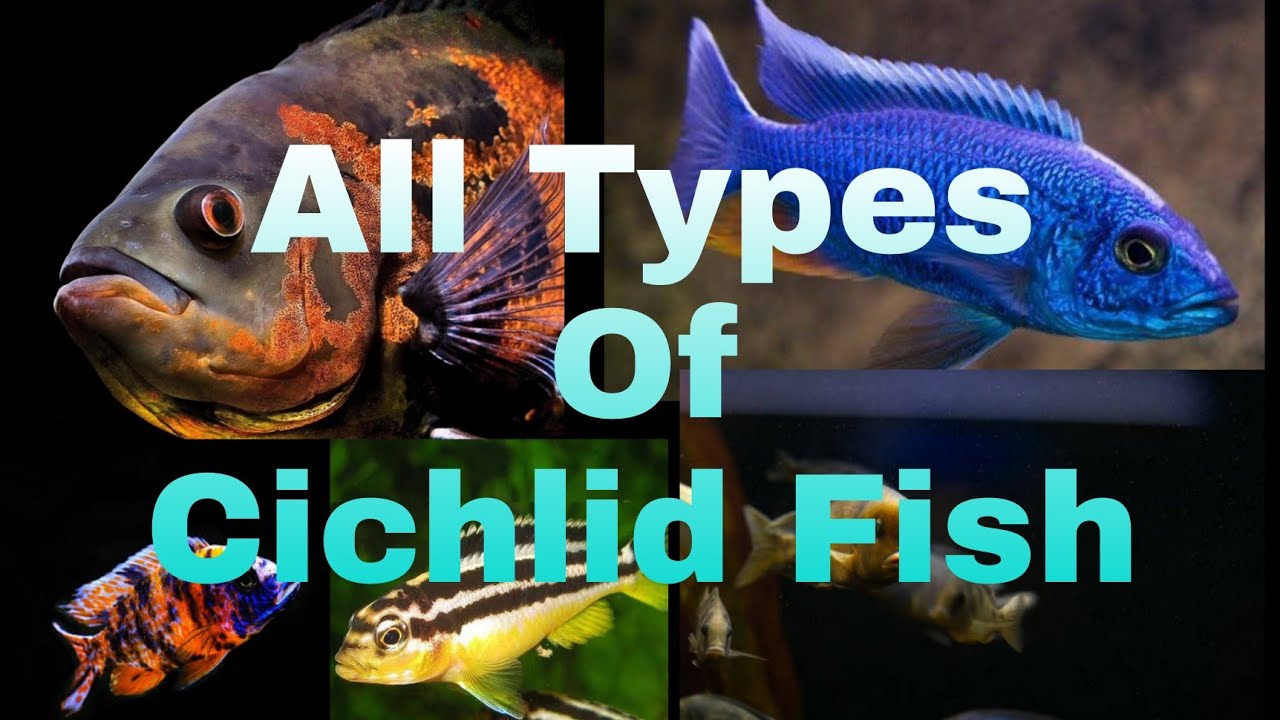 53 Types Of Cichlid Fishes | Types of cichlid fish. @CichlidBros @AfricanCichlidHub