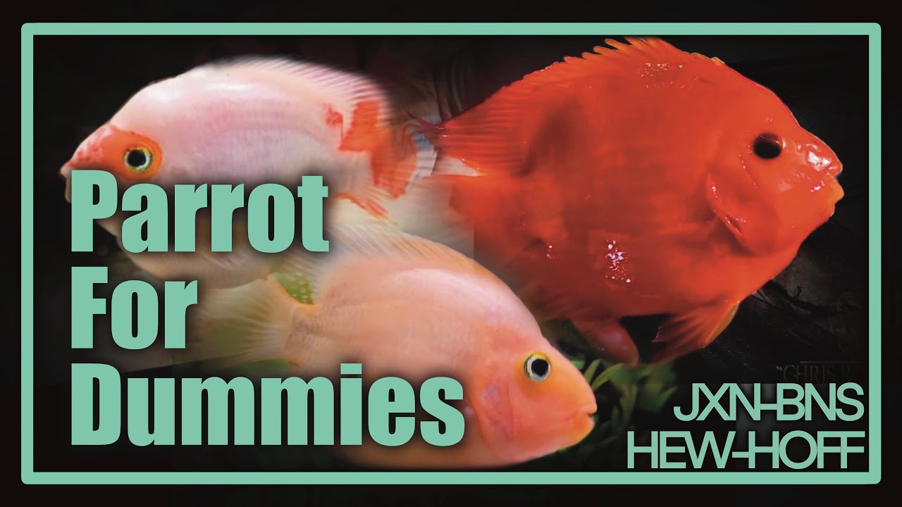 Parrot Cichlids For Dummies