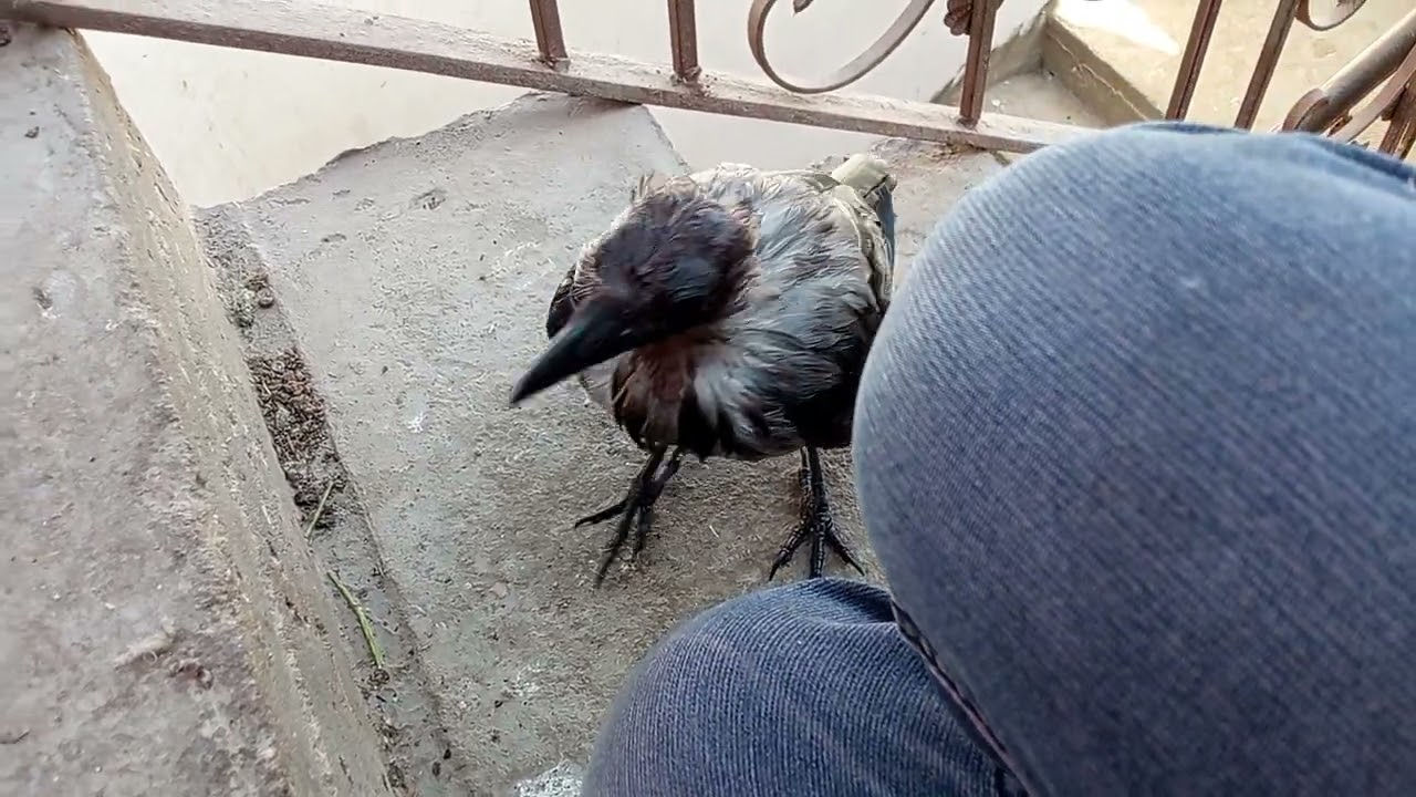 مع اذكى طائر الغراب