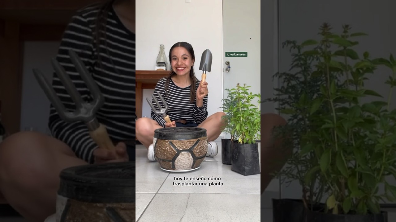 ¿Cómo trasplantar una planta?  