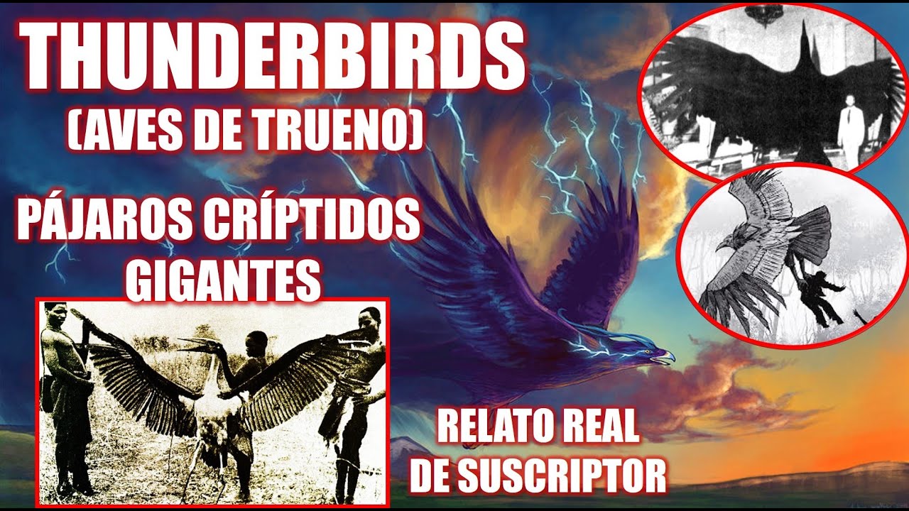 Aves de Trueno: Thunderbirds | AVES GIGANTES DE LA CRIPTOZOOLOGÍA | Testimonio de Suscriptor y Más