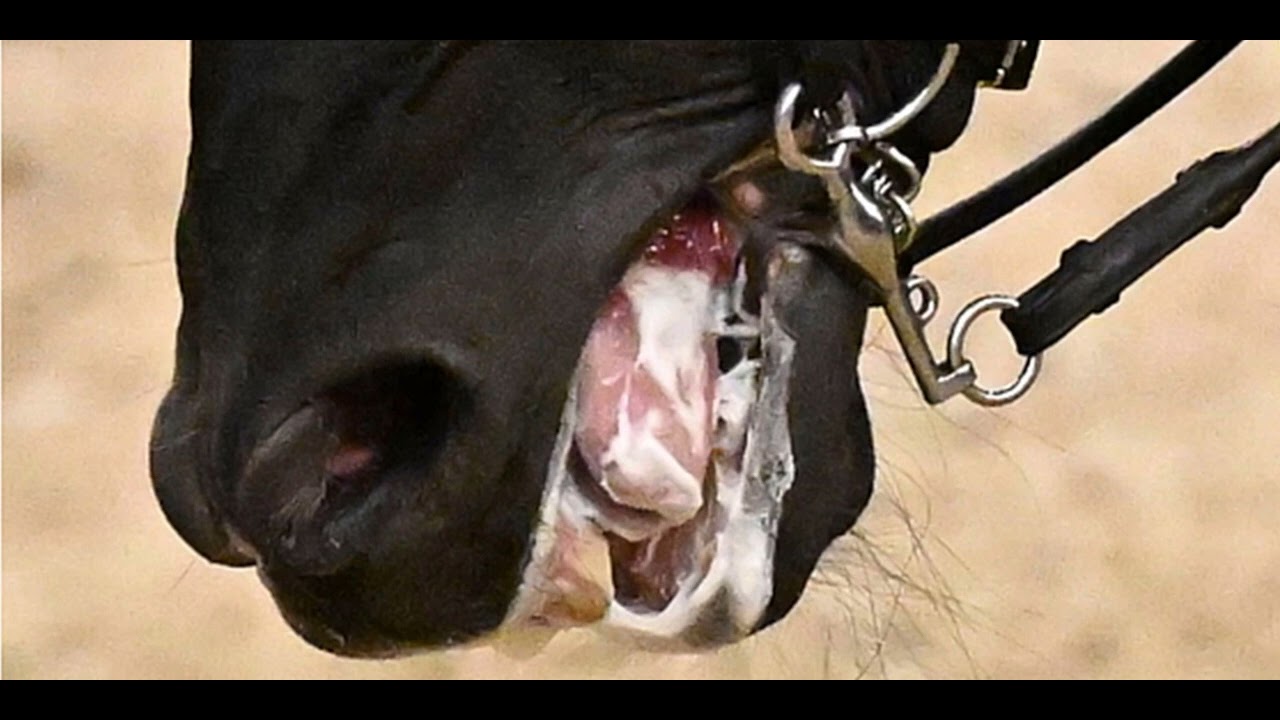 Bridle pain evident in elite dressage horses