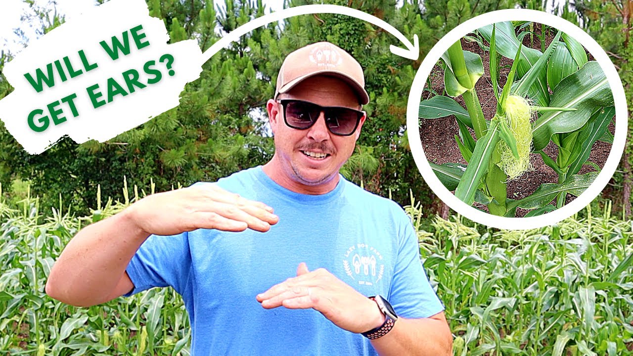 WHY IS OUR CORN SO SHORT?!