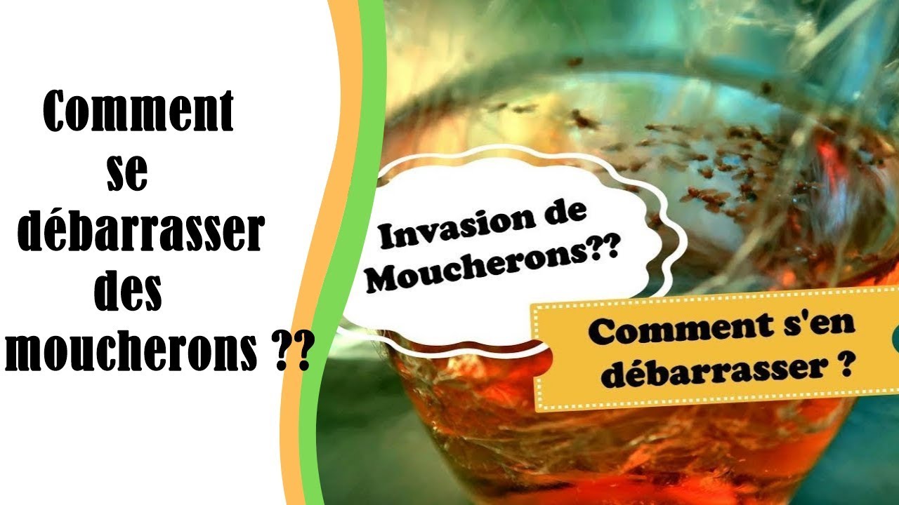 Enfin comment je me suis d&eacute;barrass&eacute;e des moucherons??