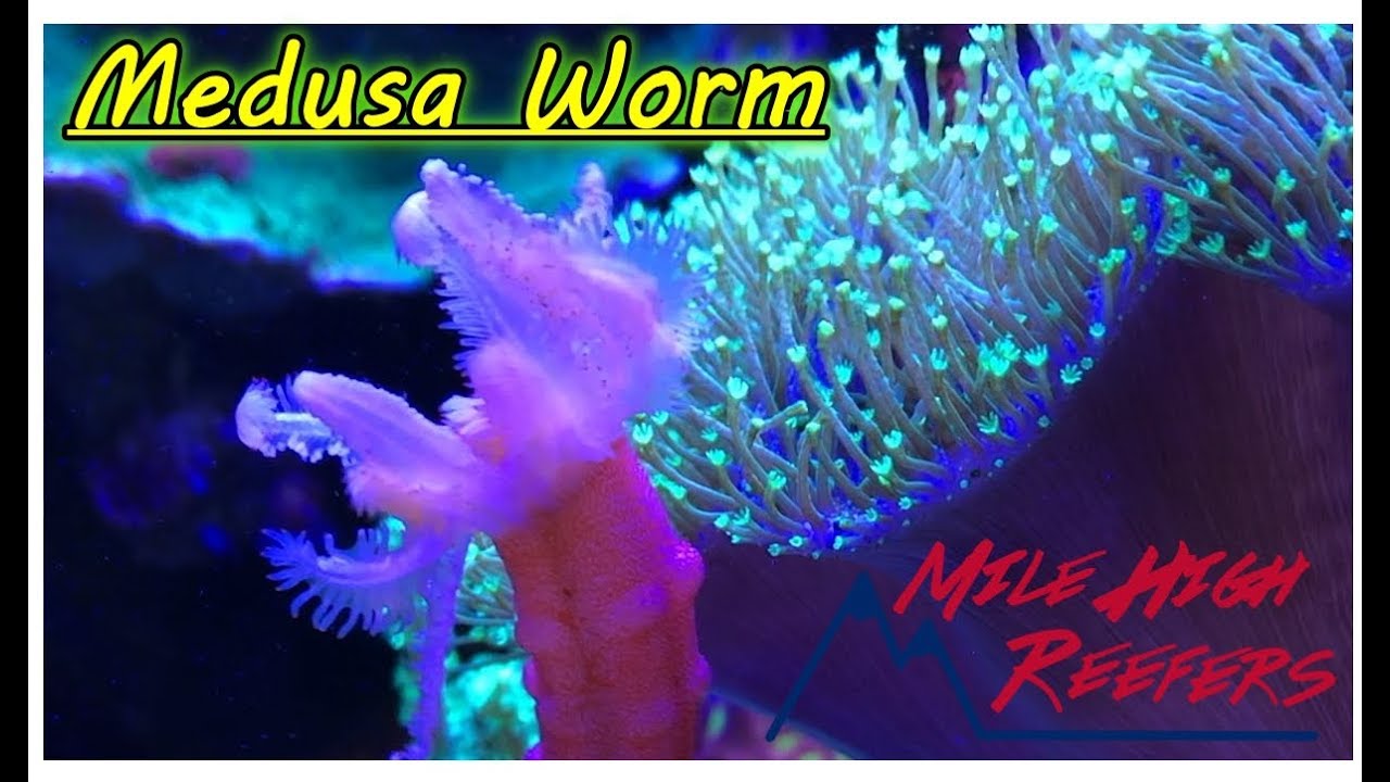 Medusa Worm Crazy Cool but a Bit Risky