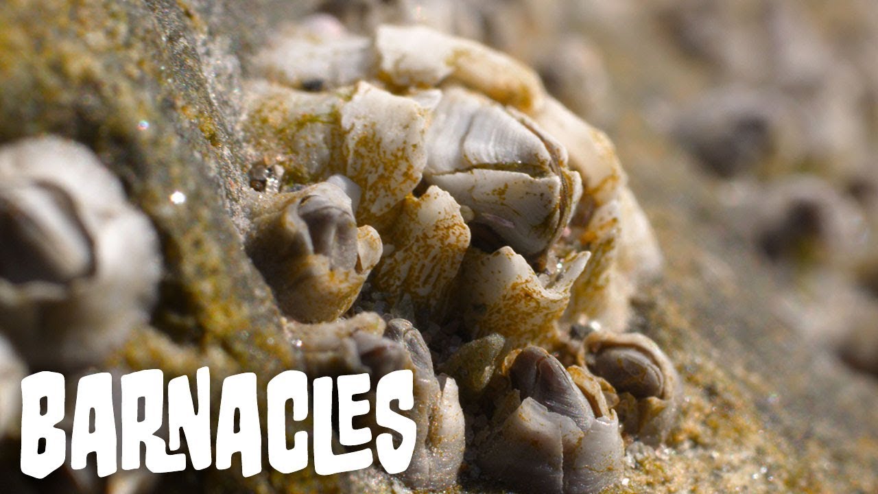 Barnacles | In The Field
