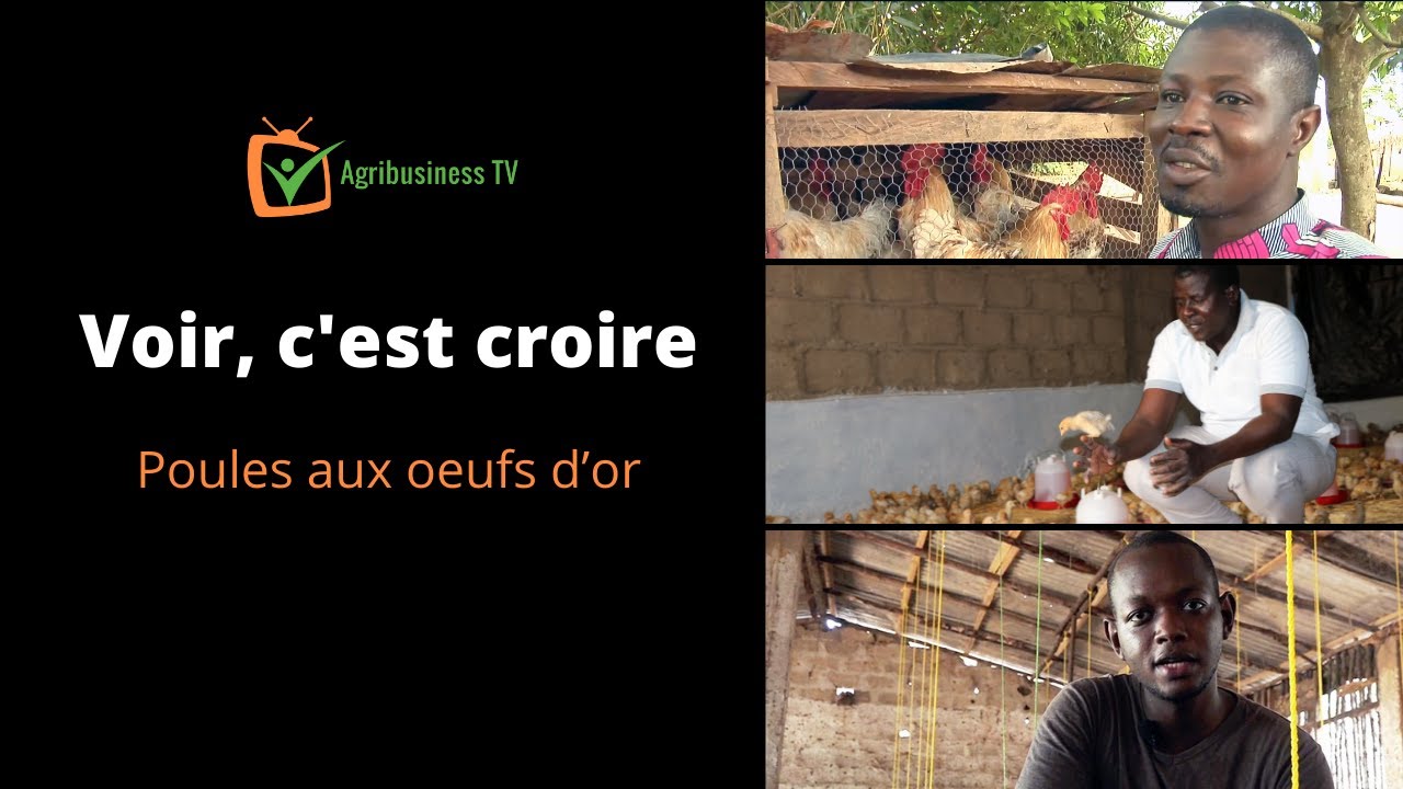 Voir c'est croire - Poules 🐔 aux oeufs 🥚d’or