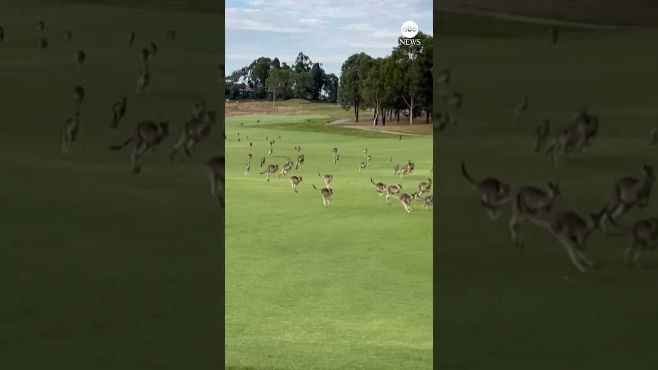 Meanwhile in Australia, a game of golf was interrupted by hundreds of kangaroos. #animals #golf