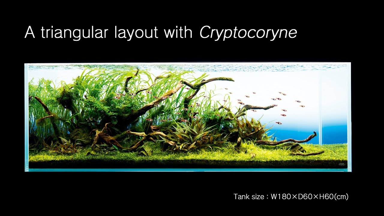 [ADAview] A triangular layout with Cryptocoryne