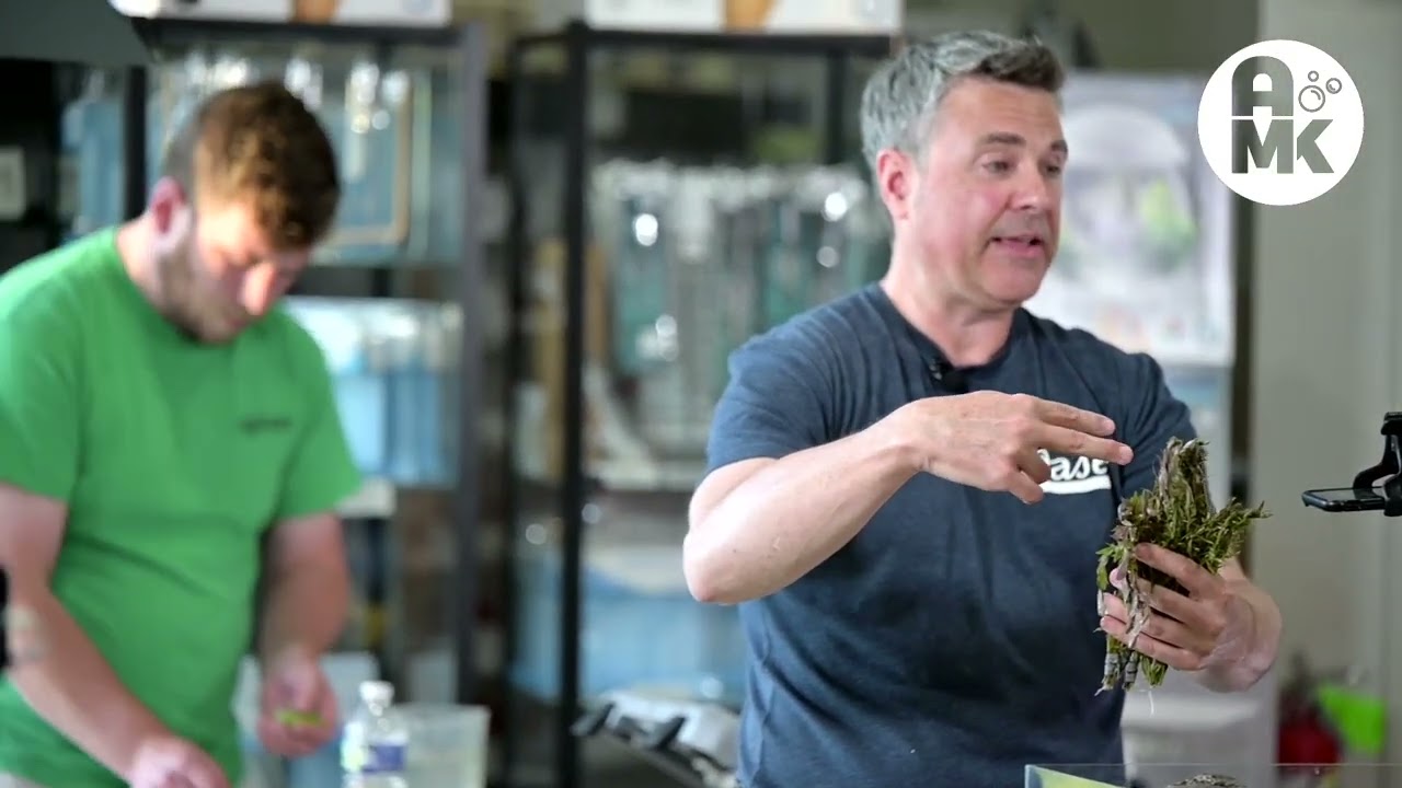 AMK Jeff Miotke Aquascape Tutorial Part 2: Planting and livestock in a rimless aquarium