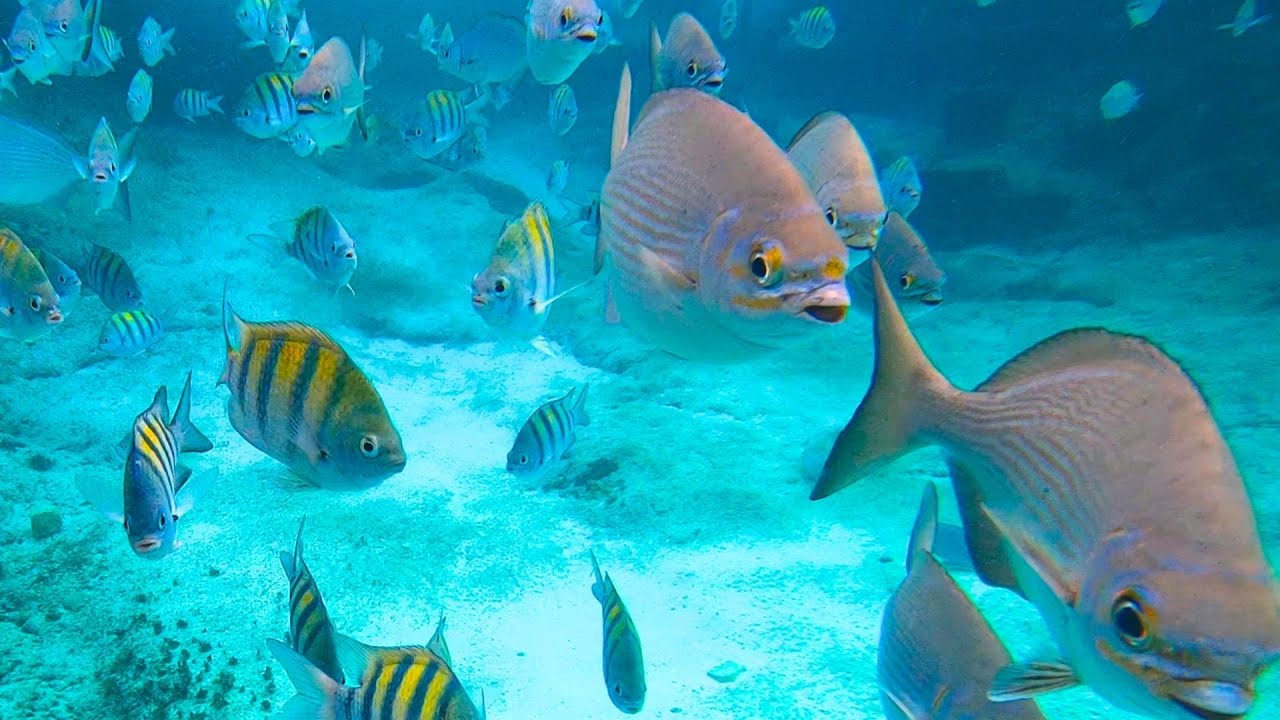 COZUMEL - Chankanaab Park - Snorkeling