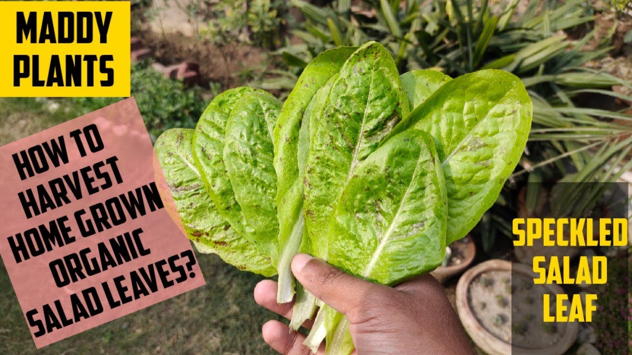 Learn how to grow and harvest home grown organic speckled salad leafs in Urdu/ hindi