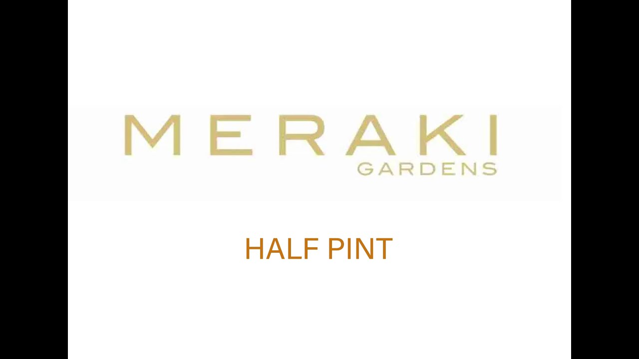 Half Pint Strain By Meraki Gardens 30% THC Weed Again Eugene